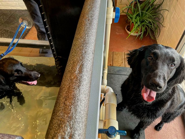 underwater treadmill at Amazon ® – Amazon.com Authorities Website